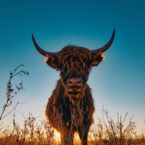 Enjoying the sunset when all of a sudden Highland Cow