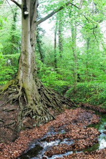 Erosion has exposed the roots of an ancient tree just north of Hamburg Germany 