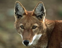 Ethiopian Wolfred Fox