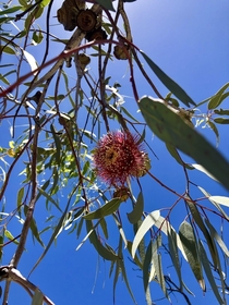 Eucalyptus flower Perth WA