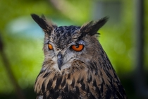 Eurasian Eagle Owl - Look at those eyes  x OC