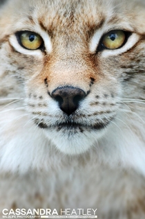 Eurasian Lynx Portrait 