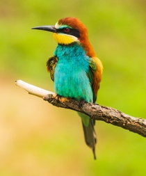 European bee-eater Photo credit to Zdenek Machacek