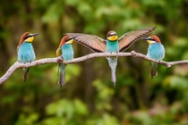 European bee-eaters  by Pter Hegeds