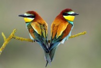 European Bee-eaters Merops apiaster 