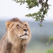 Even the one of the mighty male lions of Kenya has a softer side