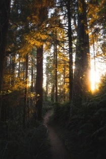 Evening light filtering through the trees on the Oregon Coast 