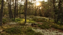 Evening sun in a Swedish forest 
