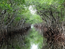 Everglades Passage 