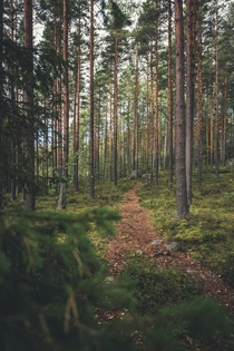 Evergreen woods in central Finland 