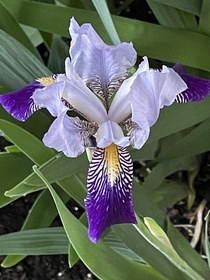 Exquisite Iris