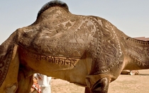Exquisitely decorated camel 