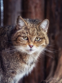 Eyes like diamonds A photo of a feral cat in Bavarian Forest national park Germany