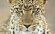 Eyes of a Leopard Panthera pardus  x 