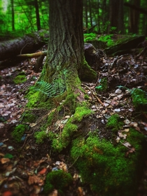 Fairy forest in the Lanark Highlands Ontario Canada  OC