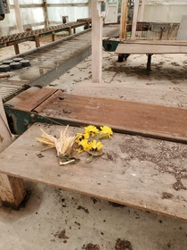 Fake flowers left behind in an abandoned greenhouse