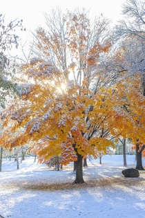 Fall Colors and Snow Madison Wisconsin 