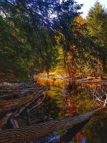 Fall colors and sunlight creates the illusion of fire along the shoreline Big Rideau Lake Ontario Canada  OC