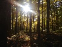 Fall Colors in Shenandoah Natl Park VA USA 