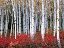 Fall Colors in the Aspen Wasatch Forest Utah
