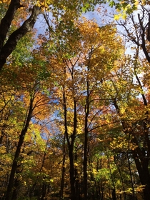 Fall colors in the Catskills NY 