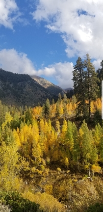 Fall colors Mineral King CA 