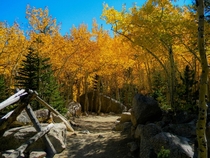 Fall colors starting on Glacier Gorge Trail CO 