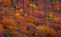 Fall foliage close to the Arctic Circle Yukon Territory Canada 