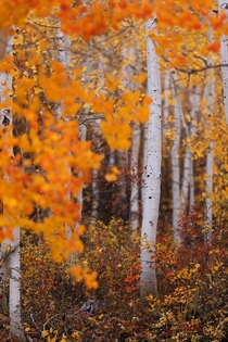 Fall Foliage in Colorado Rockies 