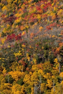 Fall foliage in the Blue Ridge Mountains 