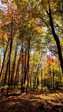 Fall foliage in The Catskills 