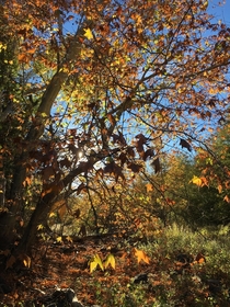 Fall in Sedona AZ 