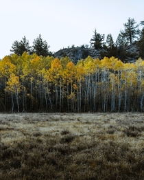 Fall in the Eastern Sierras 