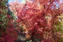 Fall in the Galiuro Mountains Cochise County Arizona 