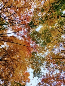 Fall time trees