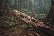 Fallen Ancient - Rattlesnake Mountain Washington USA 