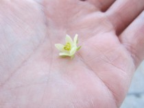 Fallen Chayote Flower 