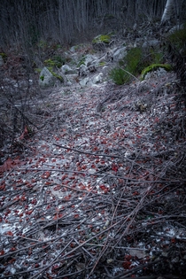 Fallen rowanberries hail and moss 