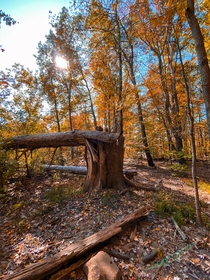 Fallen tree Cuyahoga Valley National Park 