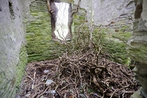 Fallen Vines in a Mortuary Hospital from the Irish Famine