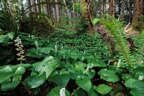 False lily-of-the-valley Maiathemum dilatatum in the understory of a Sitka spruce stand OC