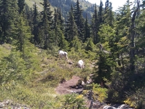 Family of Mountain Goats in the Olympic Mountains yesterday 