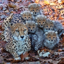 Family Photo of a Mother Cheetah