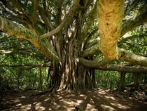 Famous Banyan Tree Waimoku Falls Maui Hawaii 