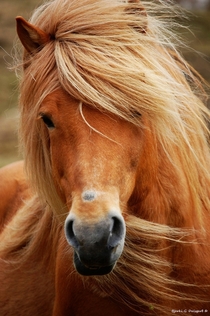 Faroese horse Loreal because youre worth it 