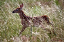 Fawn in high grasses inside the cemetery grounds near Mount Rose Nebraska  A photo I was lucky to have taken x