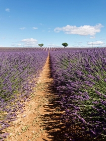 Feast for the Eyes Lavender Season in Valensole France 