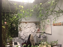 Feed me Seymour In my office a coworker has been growing this vine for years The office manager wants it gone I like it