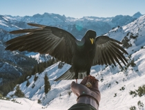 Feeding birds high up in the German Alps x
