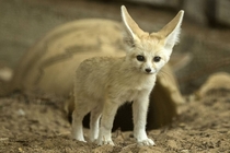 Fennec fox cub
